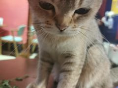 -猫色咖啡·猫咖