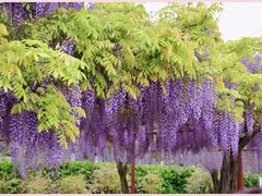 -嘉定紫藤园