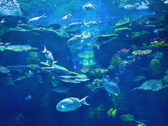 -华夏文旅海洋公园