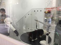 -BABYDOG宝贝狗宠物乐园(欧洲城店)