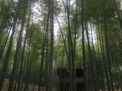 -宁波浙东大竹海景区