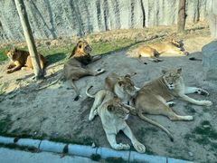 -北京野生动物园