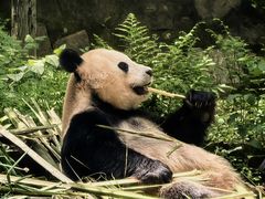 -都江堰中华大熊猫苑