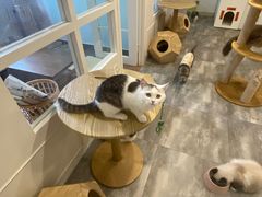 -楼上猫咖(罗湖店)