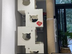-琪喵猫屋·撸猫猫咖·猫舍
