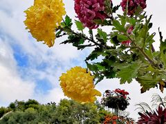 -上海共青森林公园