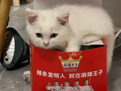 -乐琪宠物医院·犬猫专科·骨外科·急重症