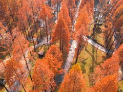 -黄海国家森林公园