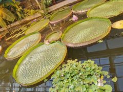 -国家植物园南园