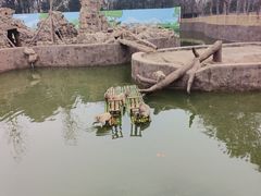-合肥野生动物园