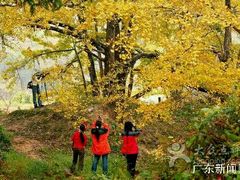 -南雄冯屋银杏山庄