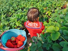-昌平兴寿秀秀草莓采摘园