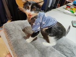 -ChenV西服礼服高级定制(市区养育巷店)