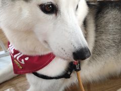 桃心-Husky Go! 哈士奇体验馆·宠物咖啡厅狗咖