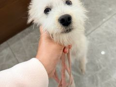 -艾贝尔宠物医院·宠保定点·超声绝育·免疫点(樱花路店)