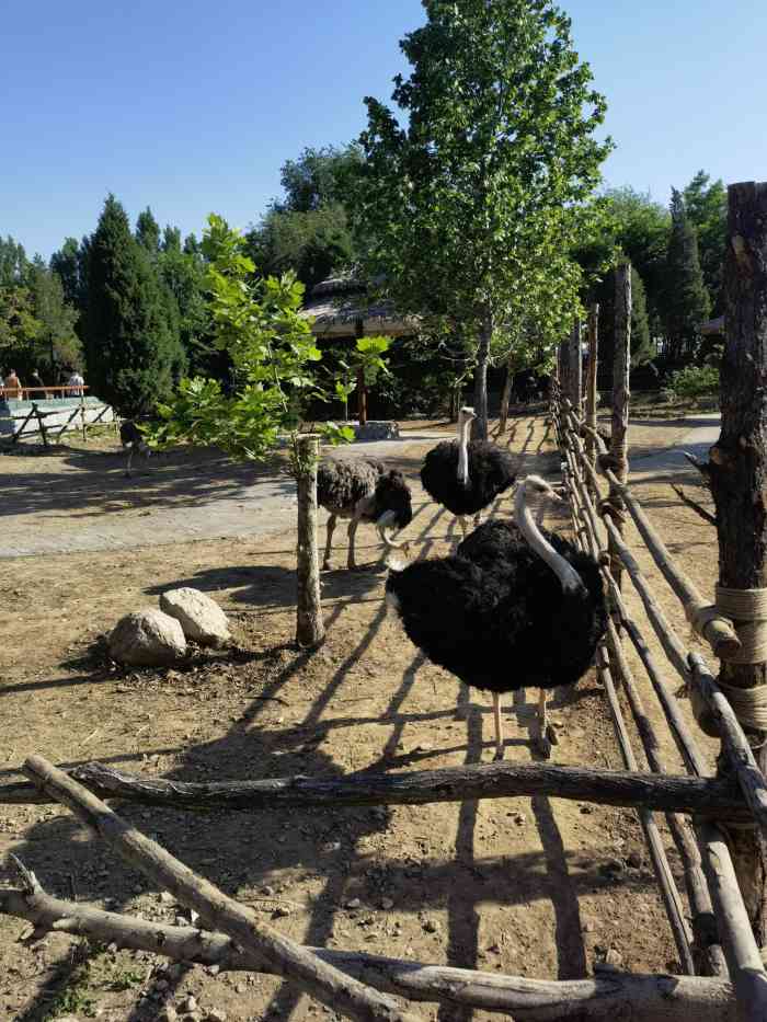 临汾市动物园-"虽然很是简陋,但还有些有趣. 羊驼倒是.