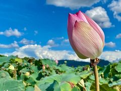 -光明小镇欢乐田园