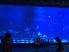 -烟台海昌鲸鲨海洋公园