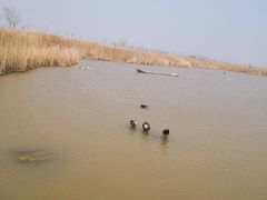-盐城丹顶鹤湿地生态旅游区
