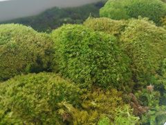 -喜茶(永旺梦乐城店)