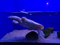 -上海海洋水族馆