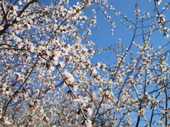 -桃花堤公园