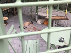 景观位-有猫主题·治愈系猫咖(曾厝垵店)