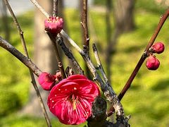 -新虹桥中心花园