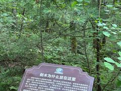 -汤旺河林海奇石景区