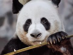 -栾川竹海野生动物园