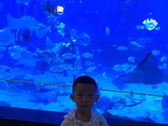 -烟台海昌鲸鲨海洋公园