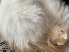 -平行世界·猫咖(首经贸店)