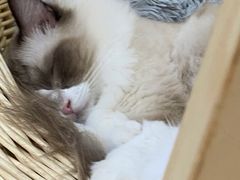 -李小姐の猫咖啡馆(五角场店)