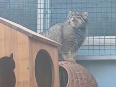 -青藏高原野生动物园