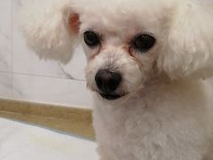 -伟伟宠物医院·CT影像中心·瑞派犬猫综合性门诊(汉口总院)