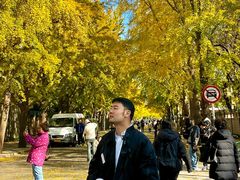 -三里屯东五街银杏大道