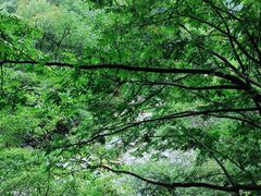 -青峰峡国家森林公园