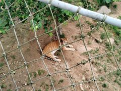 -西霞口神雕山野生动物世界