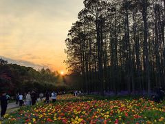 -上海共青森林公园