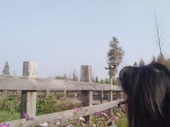 -田园东方蜜桃村的田野营地