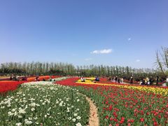 -荷兰花海