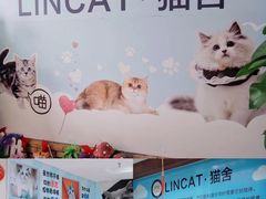 -lincat·猫舍(广州店)