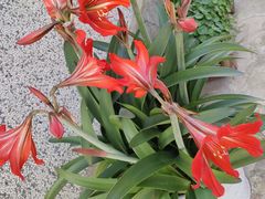 -循礼门鲜花花市(武汉循礼门店)