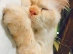 -more than meow吴止猫主题餐厅(承德 中船汇店)