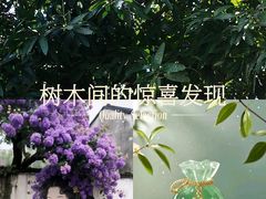 -长洲岛