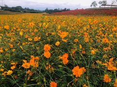 -紫颐香薰山谷景区