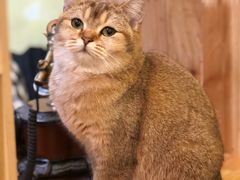 -猫色咖啡·猫咖