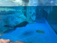 -芜湖新华联大白鲸海洋公园