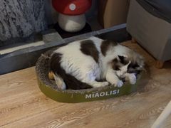 -白兔子密室(长寿路店)