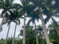 -西双版纳原始森林公园